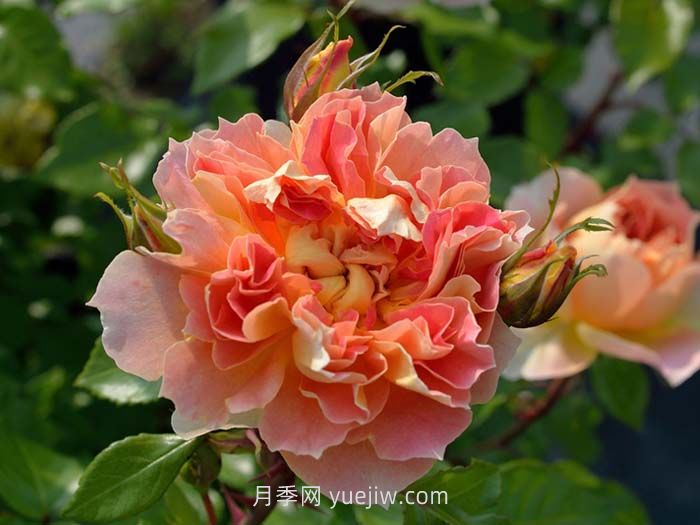南瓜燈籠月季介紹和優(yōu)缺點(圖1)