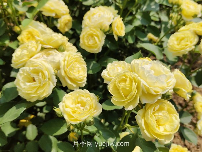 月季花的習(xí)性，要求什么樣的種植環(huán)境？(圖1)