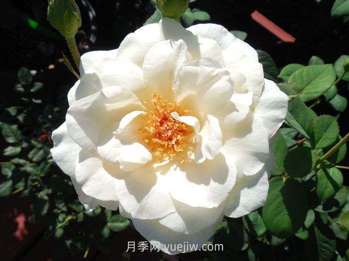 象牙時尚月季介紹和優(yōu)缺點(圖1)