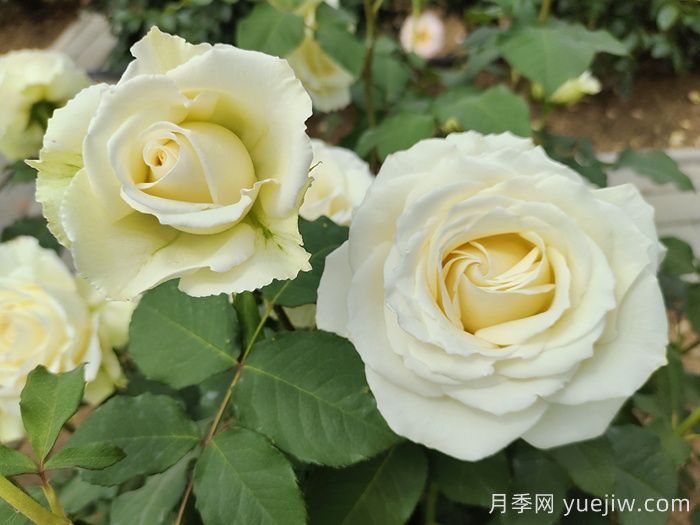 坦尼克月季介紹和優(yōu)缺點(圖2)