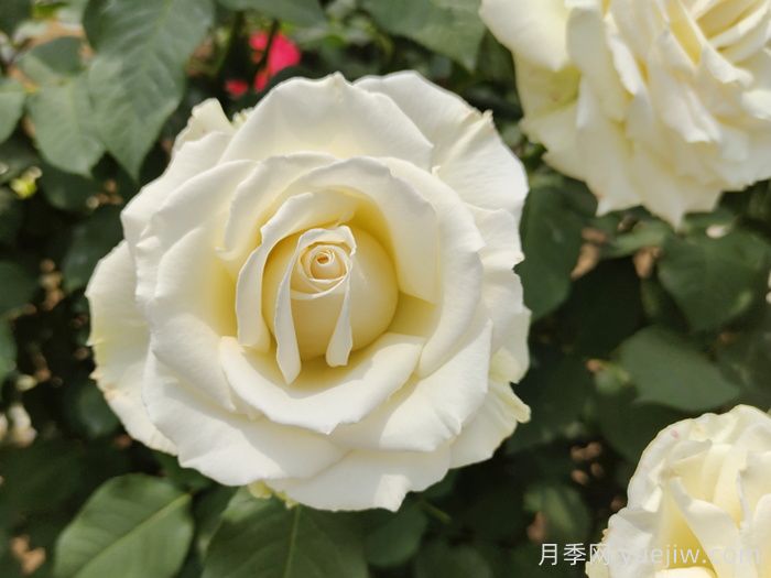 坦尼克月季介紹和優(yōu)缺點(圖1)
