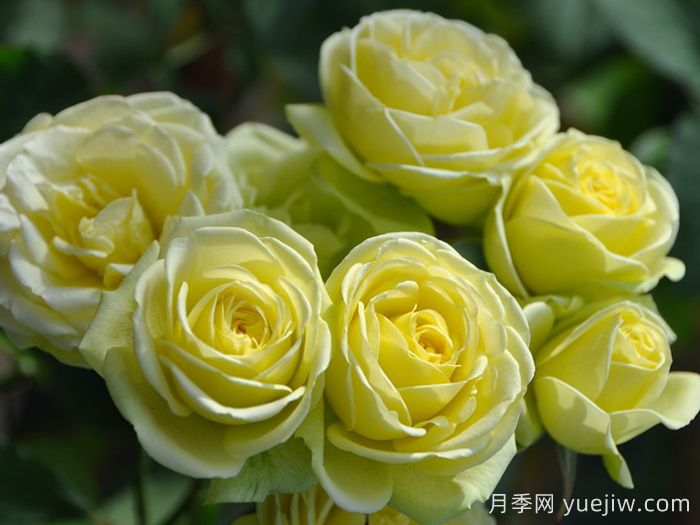 奶油龍沙寶石月季是藤本還是灌木？(圖1)