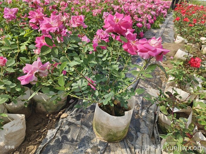 如何在夏季提升月季苗栽植成活率？(圖1)