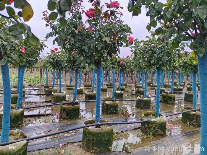 如何在夏季提升月季苗栽植成活率？(圖2)