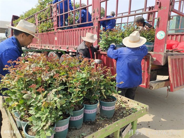 如何在夏季提升月季苗栽植成活率？(圖3)