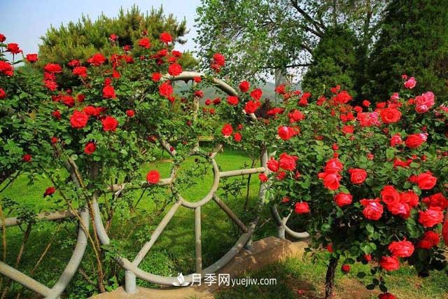 綠化月季種植的設計思路(圖1)