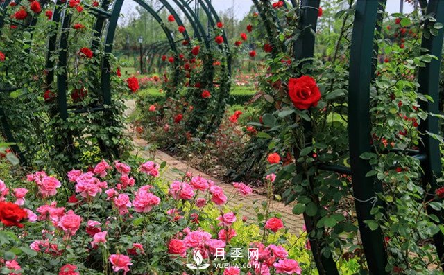 影響南陽綠化苗木的價值九大因素(圖1)