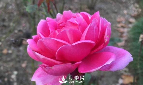 月季花如何舒蕾？(圖1)