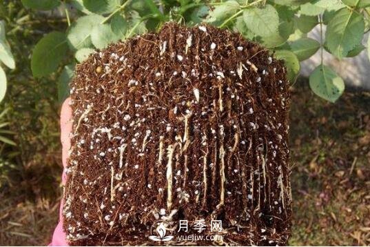 月季如何養(yǎng)根？(圖1)