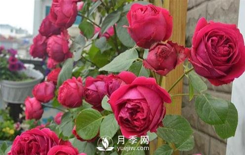 月季出現(xiàn)灰霉病怎么辦？(圖1)