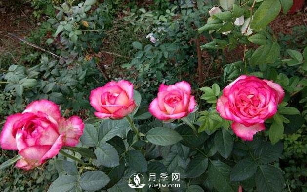 盆栽月季花，應(yīng)該如何養(yǎng)殖呢(圖1)