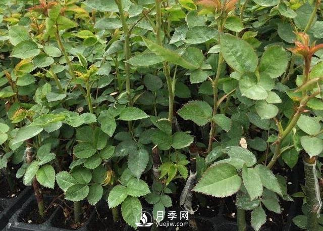 月季小苗要不要摘花？(圖1)