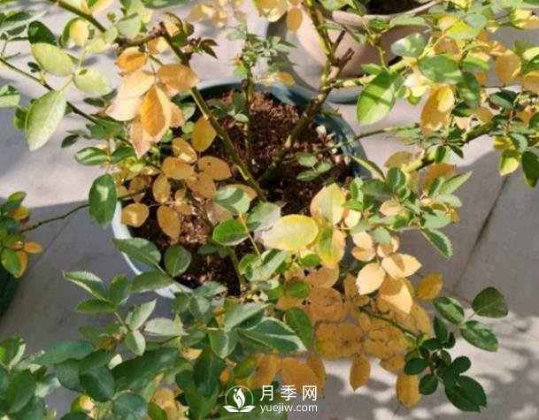 月季從底部開(kāi)始黃葉是什么原因？(圖1)