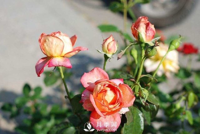 冬天就應該這樣養(yǎng)月季 冬天月季養(yǎng)護方法(圖1)