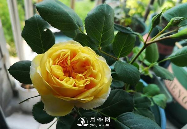 盆栽月季樹皮放多了影響生根嗎？來(lái)告訴你正確做法(圖1)