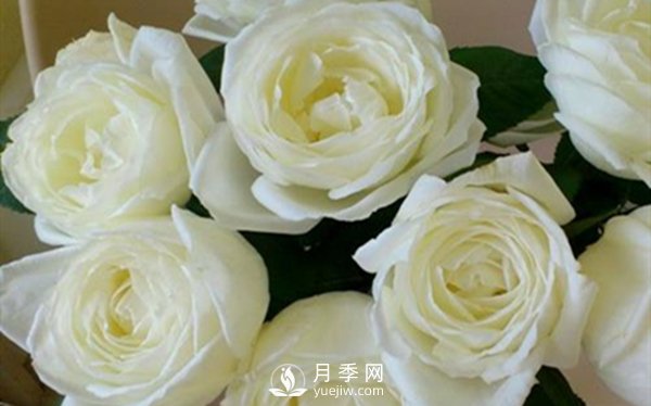 要想盆栽月季花養(yǎng)得好，做好這5點很實用(圖3)
