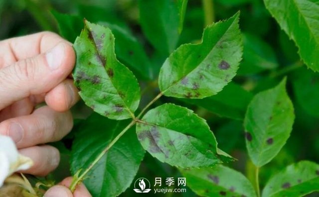 注意！夏秋大雨過后極易誘發(fā)月季黑斑病(圖1)