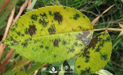 注意！夏秋大雨過后極易誘發(fā)月季黑斑病(圖2)