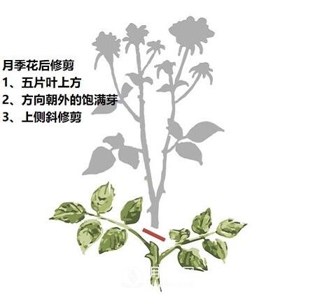 盛花期后，必須要對月季做的兩件事！(圖1)