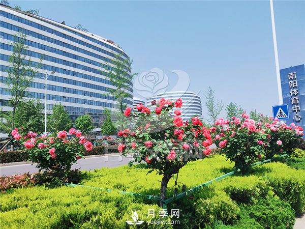 南陽(yáng)月季樹基地栽培技術(shù)分享(圖2)