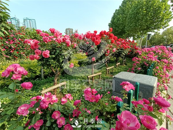 南陽(yáng)月季樹基地栽培技術(shù)分享(圖1)