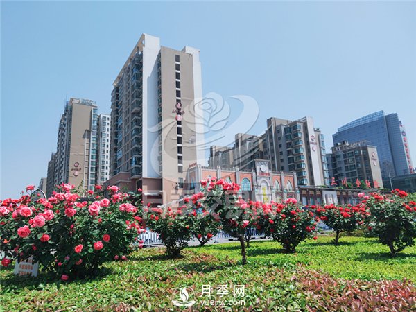 南陽(yáng)月季樹基地栽培技術(shù)分享(圖3)