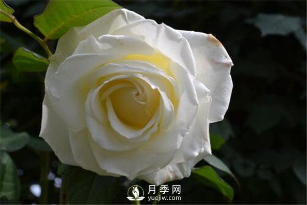 3月份月季花栽培與管理方法你知道嗎？(圖1)