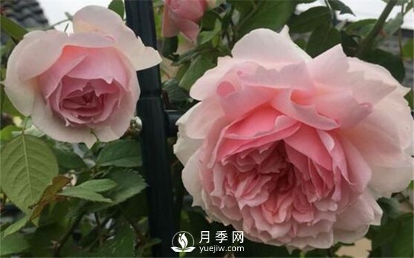 養(yǎng)月季花前你應(yīng)該先了解這3件事！(圖1)