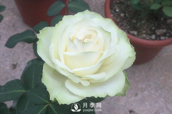 6月月季花的養(yǎng)殖方法和注意事項(圖1)