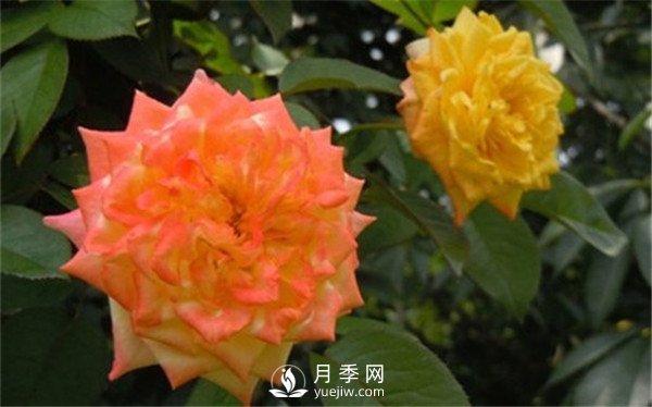 月季花期施肥 要用那些肥料？(圖2)