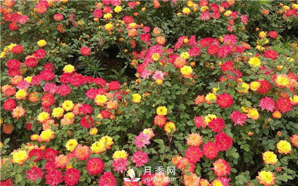 月季花期施肥 要用那些肥料？(圖1)