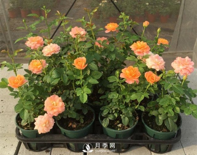 家庭盆栽月季花如何過冬？(圖1)