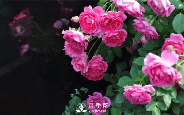 藤本月季大游行種植養(yǎng)護指南(圖2)