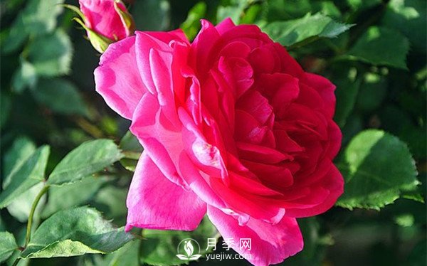 藤本月季大游行種植養(yǎng)護指南(圖1)