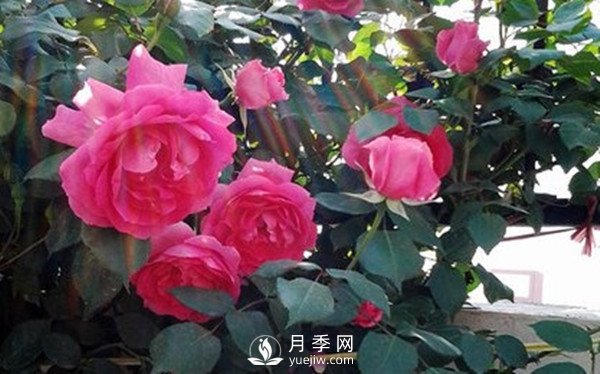 藤本月季大游行種植養(yǎng)護指南(圖3)