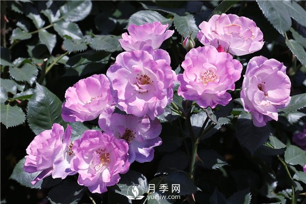 月季花有幾種顏色？(圖1)