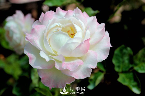 切花月季如何修剪及防治病蟲害？(圖1)