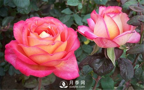 多種修剪南陽月季花的方法你知道嗎？(圖1)