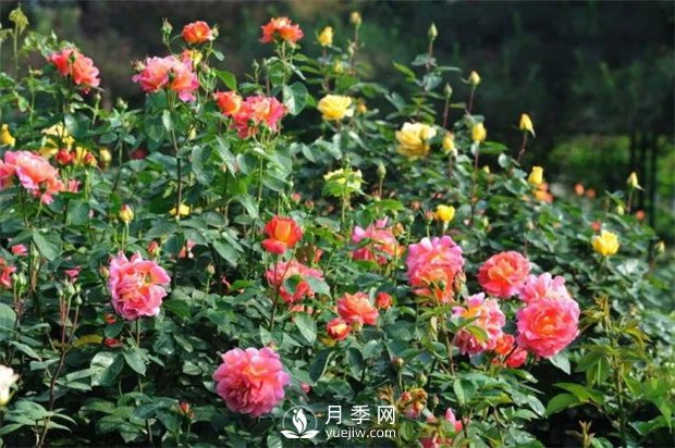 藤本月季黑星病的防治方法(圖1)