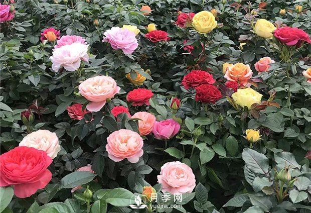 月季花有什么顏色？如何養(yǎng)護(hù)？(圖1)