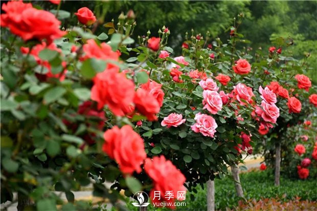 春暖花開(kāi)那么月季花春天怎么養(yǎng)你知道嗎？(圖1)