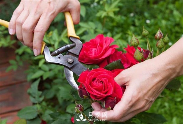 冬季月季需要剪枝嗎？(圖1)