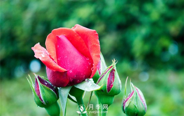 誰說沒院子不能養(yǎng)月季花？(圖1)
