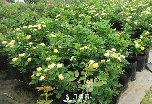 哪種土壤適合種植月季？(圖1)