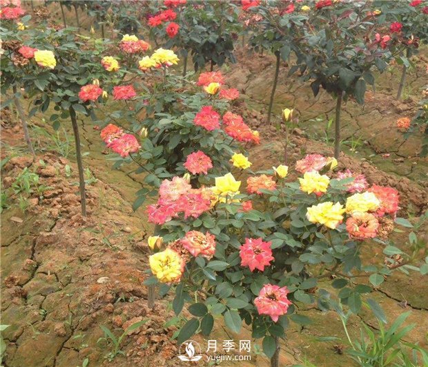 哪些因素影響月季老化？怎么防治？(圖1)