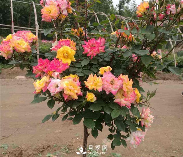 如何使盆栽月季樹常開花？(圖1)