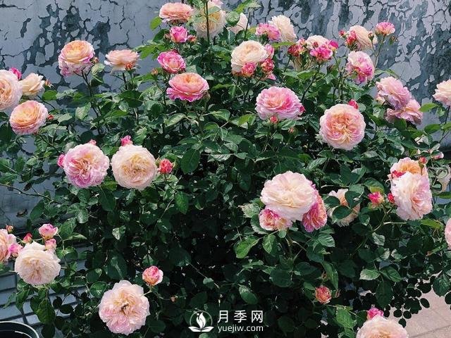 春天月季這樣施肥，花量更大！(圖1)