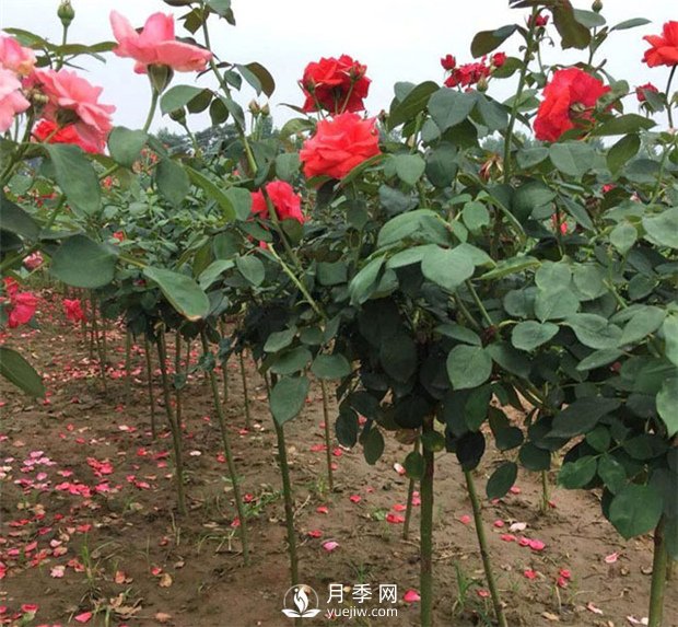 南陽月季樹介紹月季生長習(xí)性知識介紹(圖1)