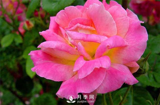 提高月季成活率必看內(nèi)容：南陽月季養(yǎng)護(hù)技巧(圖1)
