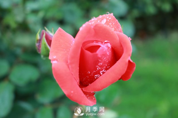 南陽月季花的藥用價(jià)值(圖1)